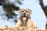 CANE CORSO 500